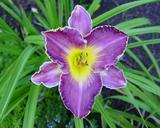 Flower of daylily named Exquisitely Subversive