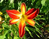 Flower of daylily named Firestorm