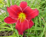 Flower of daylily named Flameburst