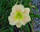 Flower of daylily named Forsyth Pearl Drops