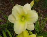 Flower of daylily named Frost Avenue