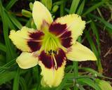 Flower of daylily named Golden Compass