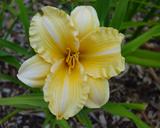 Flower of daylily named Golden Scroll