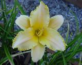 Flower of daylily named Heavenly Treasure