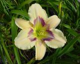 Flower of daylily named Isle Of Dreams