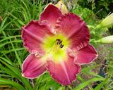 Flower of daylily named King Boreas