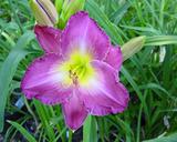 Flower of daylily named Love In Vain
