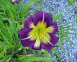 Flower of daylily named Night Beacon