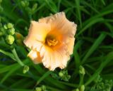Flower of daylily named Patti Neyland