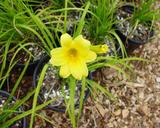 Flower of daylily named Penny's Worth
