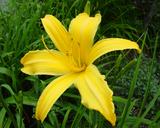 Flower of daylily named Rainbow Towers