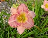 Flower of daylily named Simply Sensational