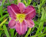 Flower of daylily named Songs Of Aloha