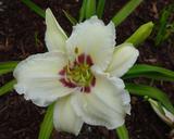 Flower of daylily named Southwestern Design