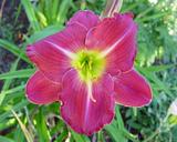 Flower of daylily named Women Seeking Men