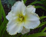 Flower of daylily named Wondrous Mercies