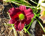 Flower of daylily named Woodside Rhapsody