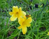 Flower of daylily named Golden Chimes