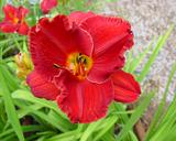 Flower of daylily named Holiday In Italy