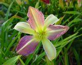 Flower of daylily named Hood College