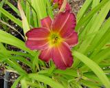 Flower of daylily named Little Wine Cup