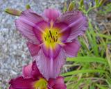 Flower of daylily named Priscilla's Dream