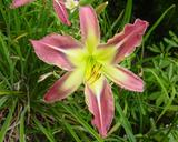 Flower of daylily named Star Of Fantasy