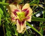Flower of daylily named Adam Pitkin Hurd