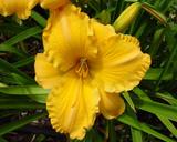 Flower of daylily named Armani
