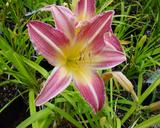 Flower of daylily named Bejewelled