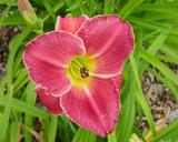 Flower of daylily named Buenos Aires