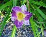 Flower of daylily named Charmed Existence