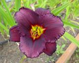 Flower of daylily named Dark Forces