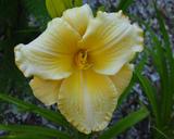 Flower of daylily named Dawn's Echo