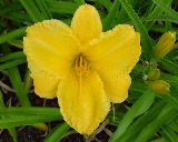 Flower of daylily named Elegant Era