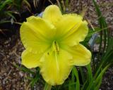 Flower of daylily named Emerald Brooch