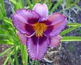Flower of daylily named Flight Of The Raven