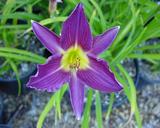 Flower of daylily named Grape Adventure