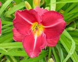Flower of daylily named Charles Johnston