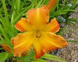 Flower of daylily named Highland French Revolution