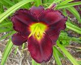 Flower of daylily named Jamaican Midnight