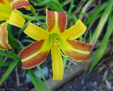 Flower of daylily named Jean
