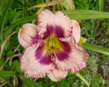 Flower of daylily named Licia Albanese