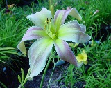 Flower of daylily named Lola Branham