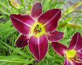 Flower of daylily named Lounge Lizard