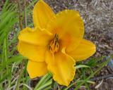 Flower of daylily named Missouri Highway