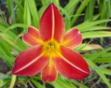 Flower of daylily named Muscle Man