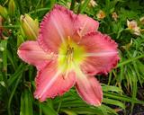 Flower of daylily named Neon Rose