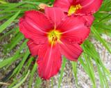 Flower of daylily named New Note