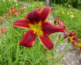 Flower of daylily named Party Array
